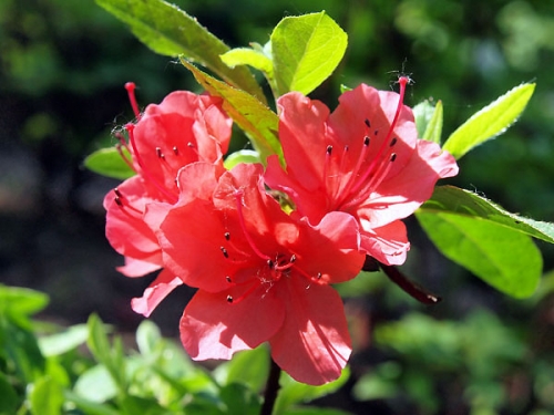 Azalea japonica 'Signalgluhen'